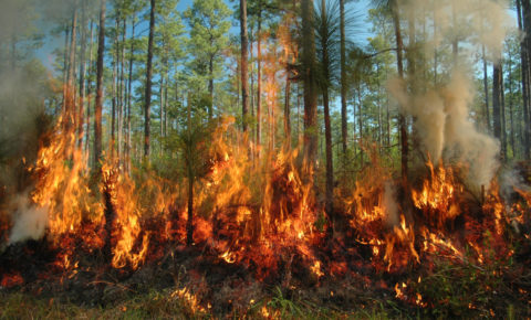 Глава Коми призвал жителей помнить о пожарной безопасности в лесу