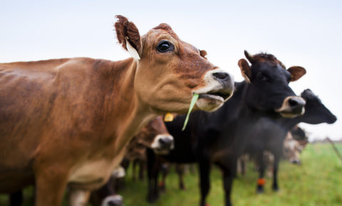 Производители молока смогут сдать продукцию по повышенным закупочным ценам