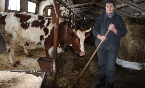 «В сельском хозяйстве Республики Коми сохранены все направления поддержки, а также введены новые», — Владимир Уйба