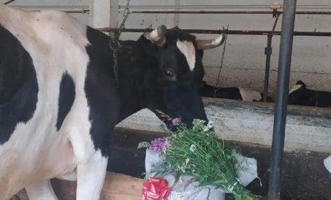 В Сыктывдине корова получила букет цветов и мешок комбикорма за высочайшую продуктивность