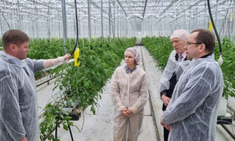 Республика Коми и Кировская область обменялись опытом по выращиванию овощей закрытого грунта
