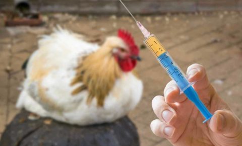 Меры по профилактике гриппа птиц