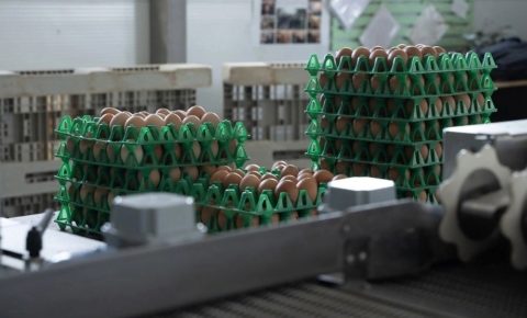 В Коми реализацию сырой продукции птицефабрики «Зеленецкая» возьмут на особый контроль