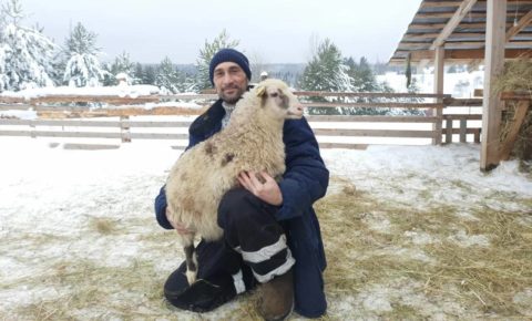 Всё о Красотке и Бэтмене: как успешно разводить овец в Коми знает фермер из Выльгорта