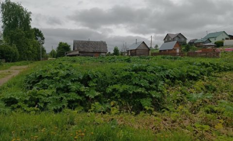 Живуч и опасен